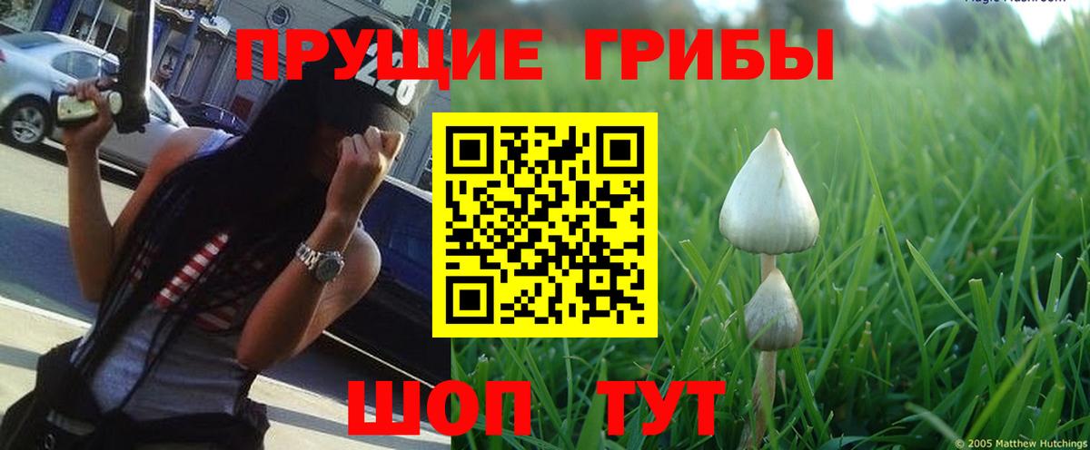 Псилоцибиновые грибы мухоморы Абакан